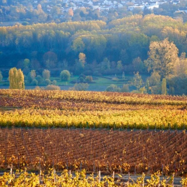 Champagne vineyard near the Ibis Epernay Center Ville Hotel in the Marne in the Grand Est region
