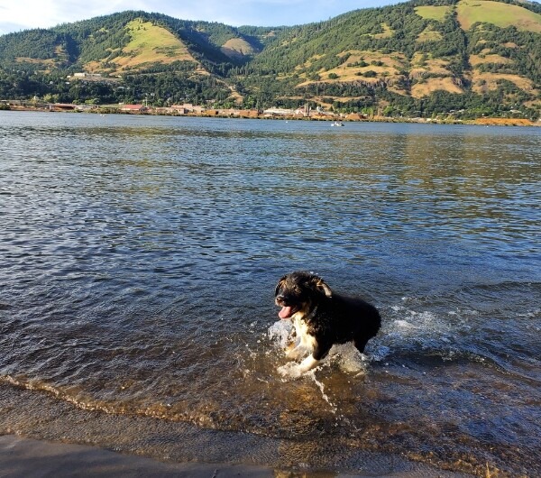 chiens, plage, galets, rivière, pont de Brogny, Annecy, Savoie, Auvergne-Rhône-Alpes