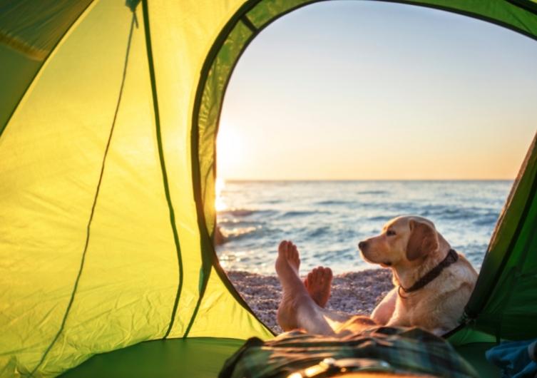 Cet été, réservez un séjour en camping avec votre chien