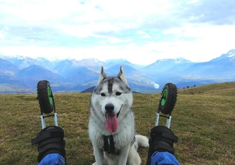 Faire du cani-skike avec son chien