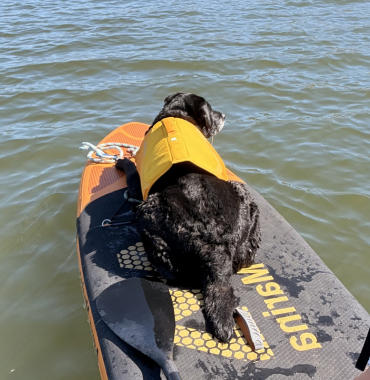 chien sur un paddle avec son gilet de sauvetage jaune