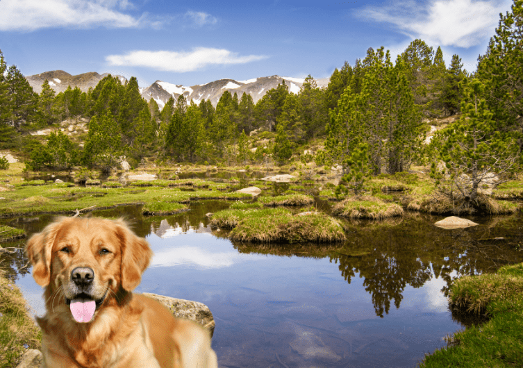 Os Pirenéus Orientais num parque de campismo ou aldeamento de férias com o seu cão