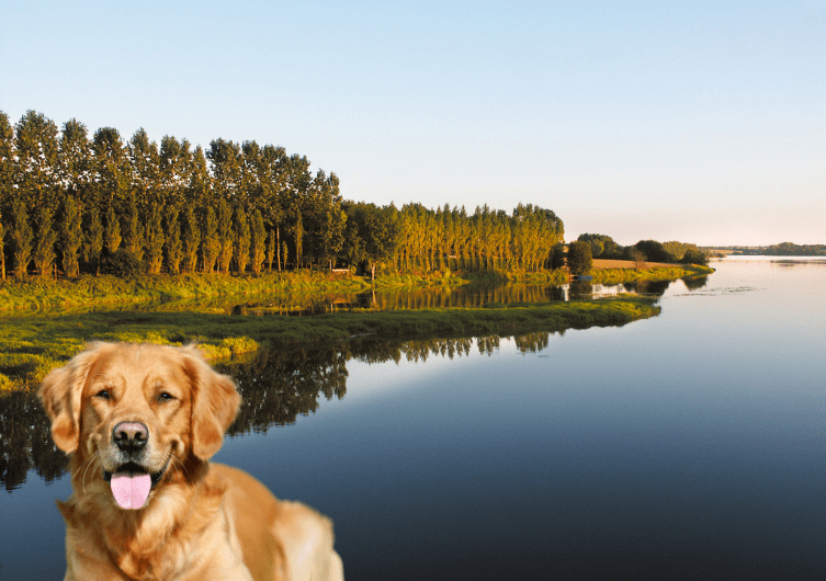 Vacances camping ou village vacances en Loire-Atlantique avec chiens et animaux acceptés