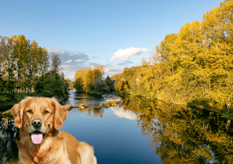 Vacances camping en Pays-de-la-Loire avec chiens et animaux acceptés