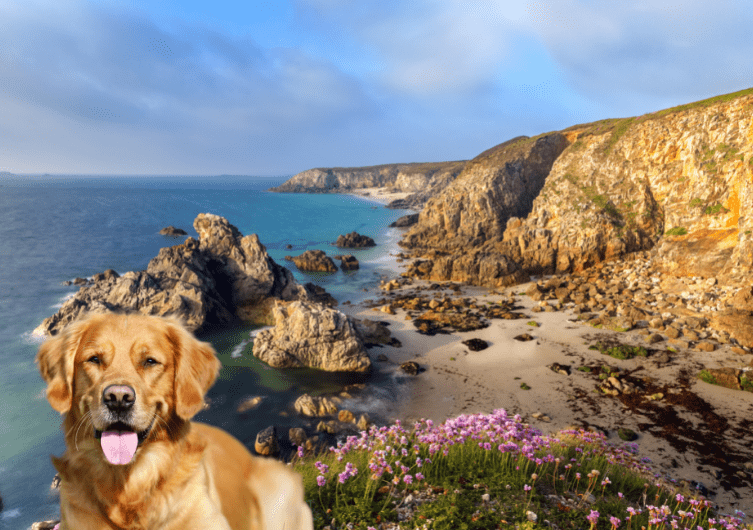 Vermietung und Ferienhausurlaub in der Bretagne mit Hunden und Tieren akzeptiert