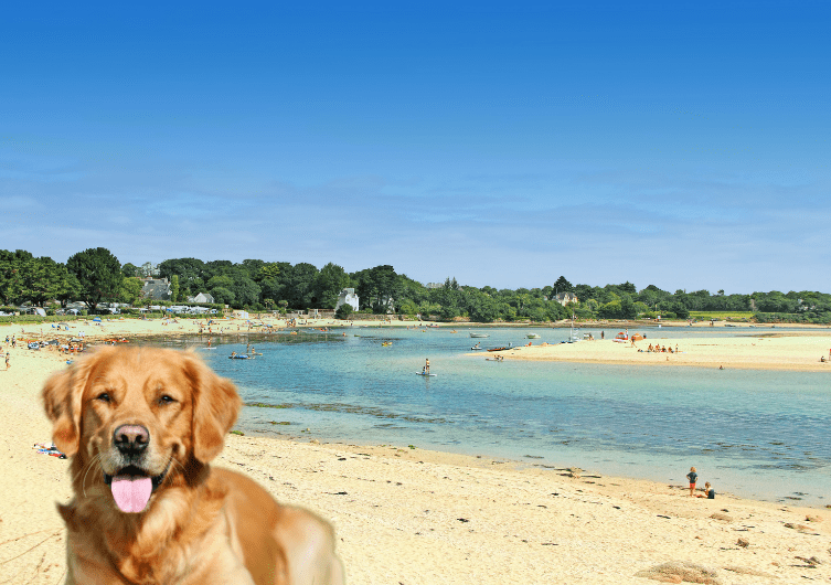 Vakantieverhuur en gite Finistère met honden en dieren toegestaan