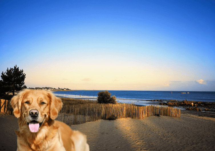 Ferienvermietung und Ferienhaus Morbihan mit Hunden und Tieren akzeptiert