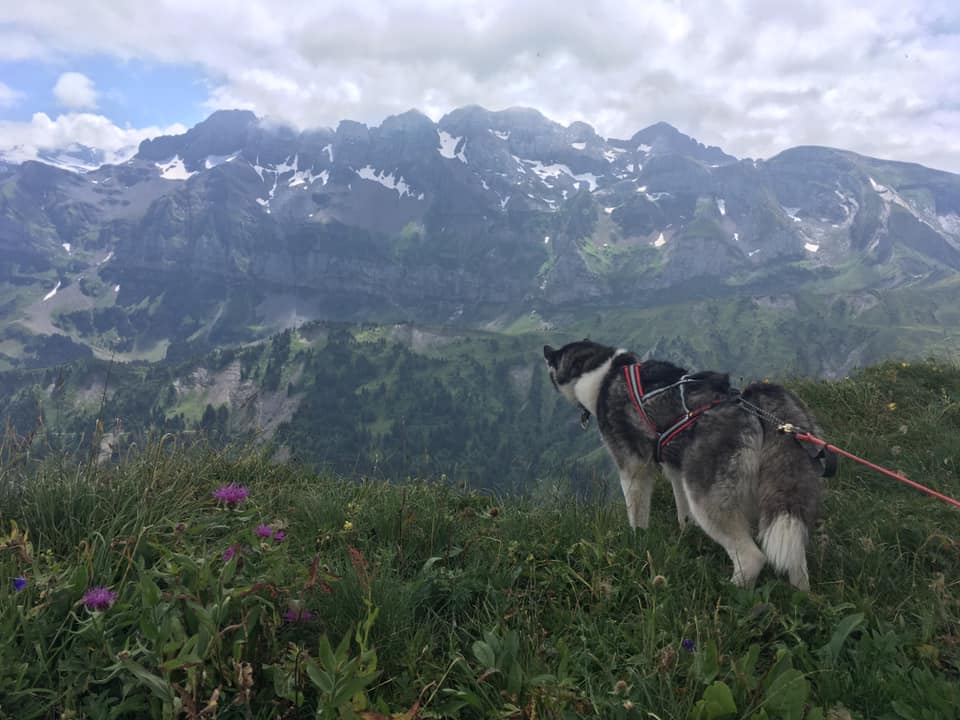 Going on vacation to Avoriaz with your dogs in summer