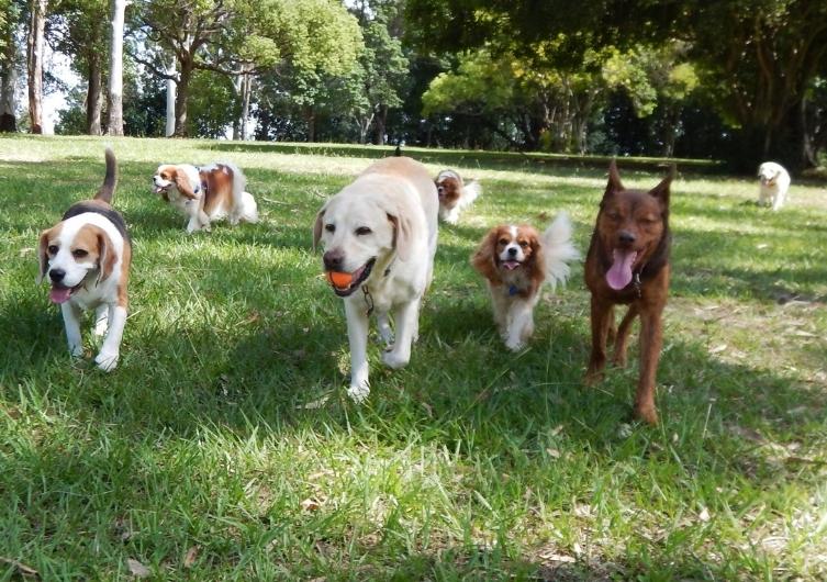 Los mejores parques para que tu perro pueda jugar ·