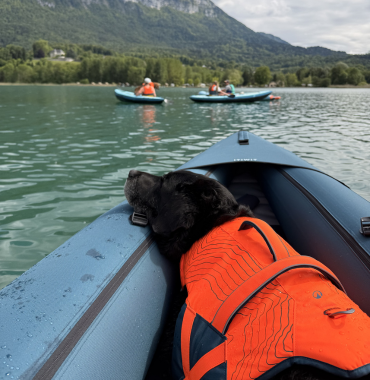 chien avec son gilet de sauvetage Decathlon sur un canoë gonflable adapté aux chiens