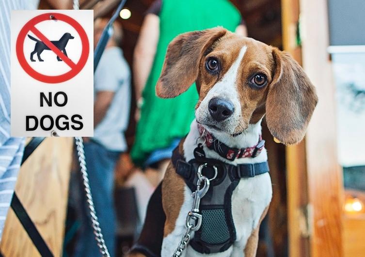 Monumentos proibidos para cachorros na França