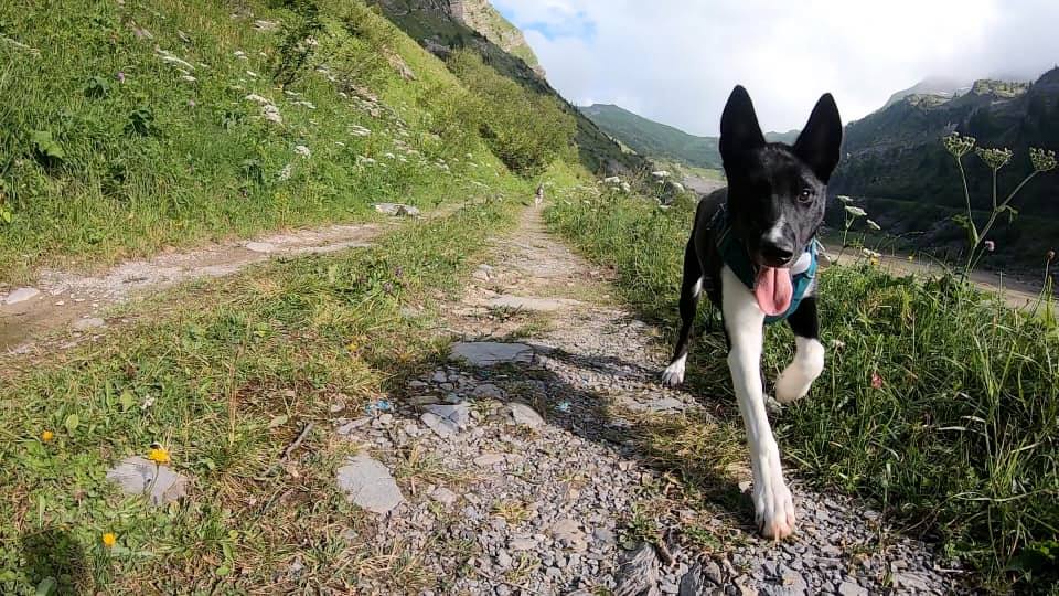 hiking in Avoriaz with your dog