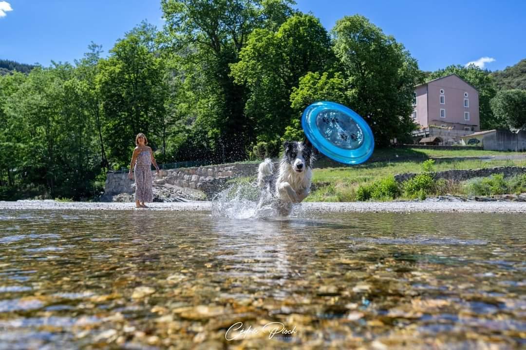 Top 5 gorges to try with your dog for a holiday by the water!