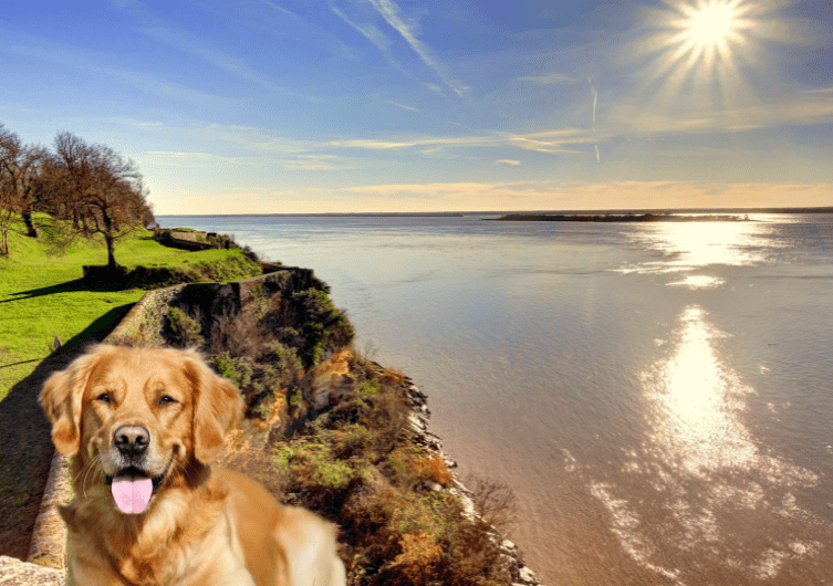 Vacances location et gîte en Gironde avec chiens et animaux acceptés