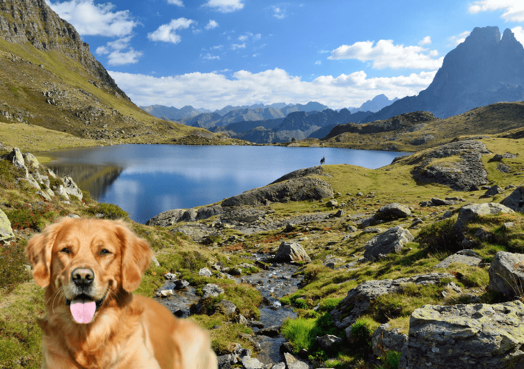 Rental and gite holidays in the Pyrénées-Atlantiques with dogs and animals accepted