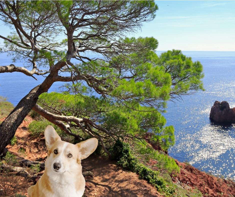 Voyager dans les Alpes-Maritimes avec son chien