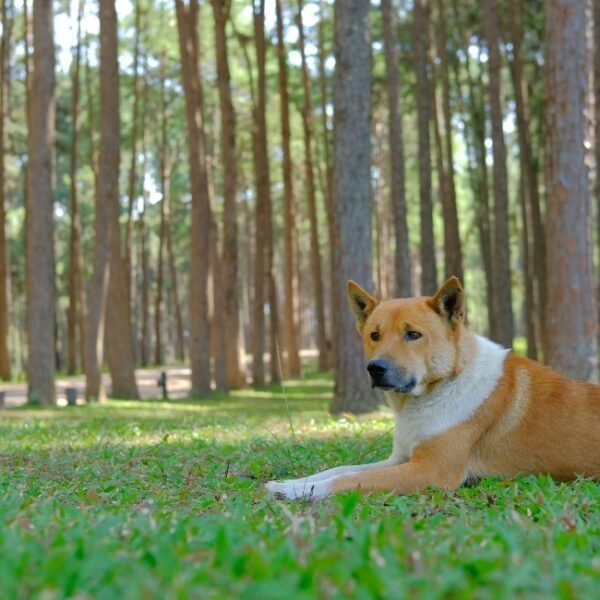 Chien dans le Center Parc Les Landes de Gascogne dans le Lot et Garonne en Nouvelle Aquitaine