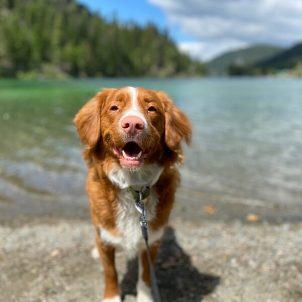 Chien au Camping Huttopia Lac d’Aiguebelette à Nances en Savoie