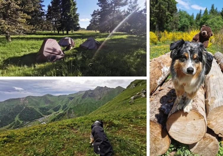 Partir en vacances dans le Puy-de-Dôme avec son chien