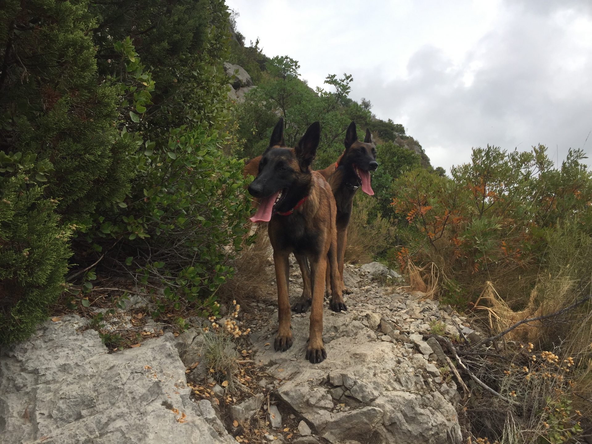 hiking_with_your_dog_-_languedoc-roussillon