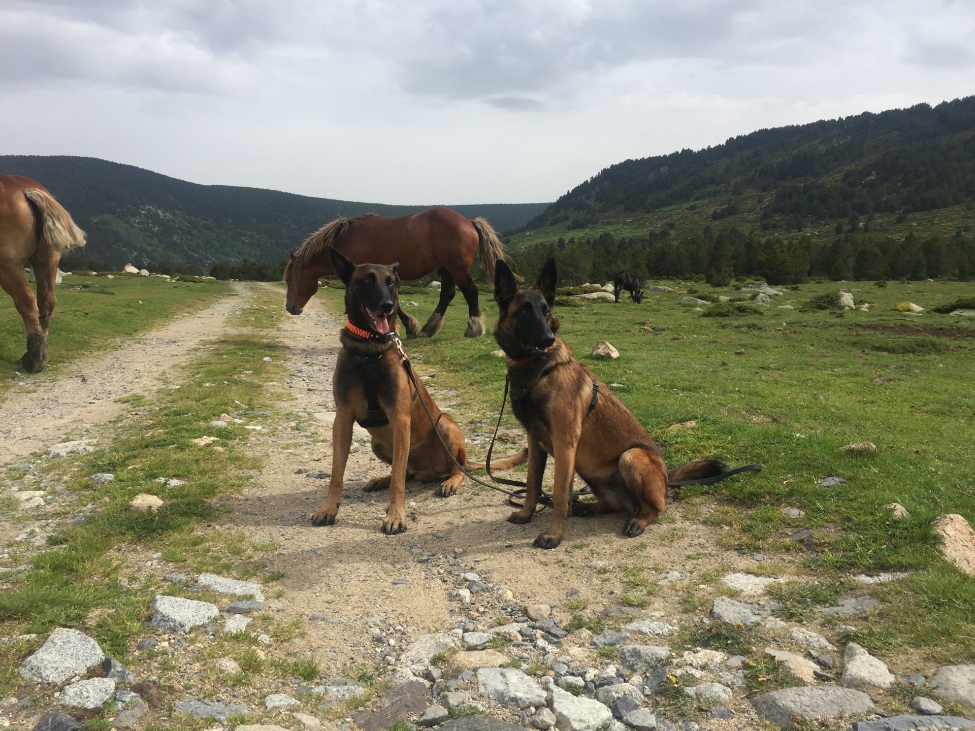 Voyager en van avec son chien au Languedoc-Roussillon