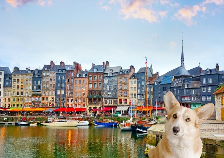 Le Calvados avec son chien, astuces et conseils de voyage