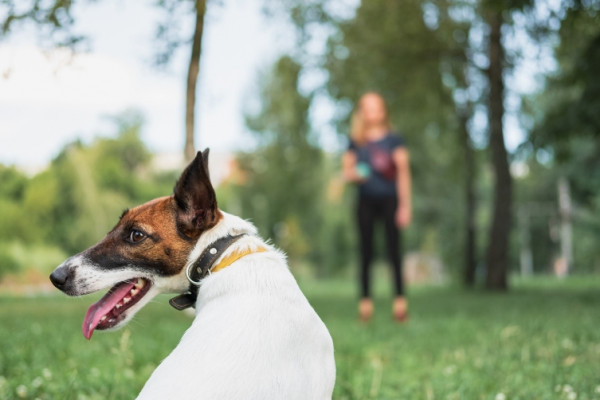 Espace canin du Mas Nouguier