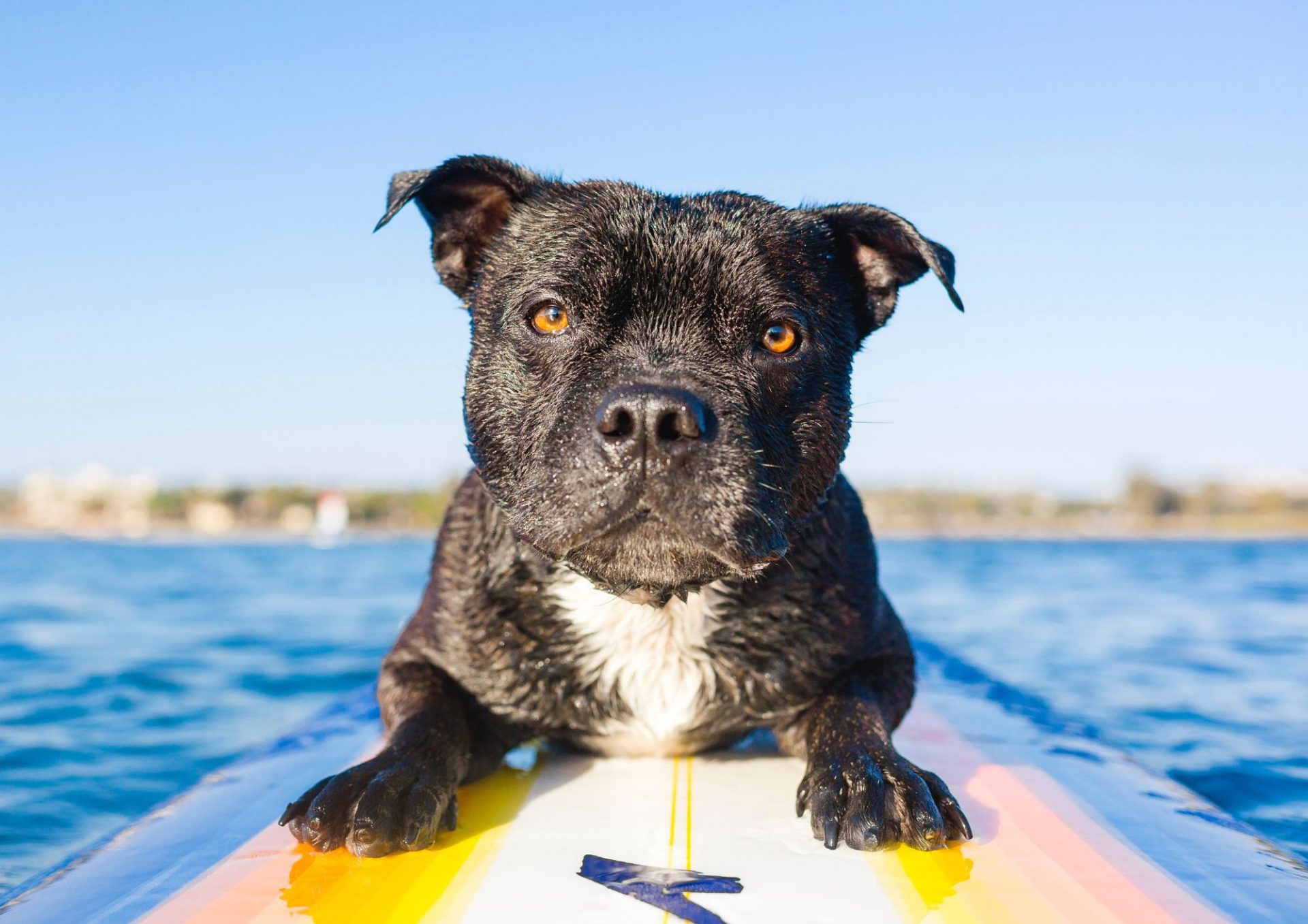 Pourquoi ne pas vous essayer au cani-paddle ou au cani-surf pendant votre séjour dans le Finistère Sud ?
