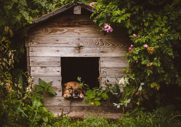 Quelle niche pour mon chien : à la maison ou en vacances ?