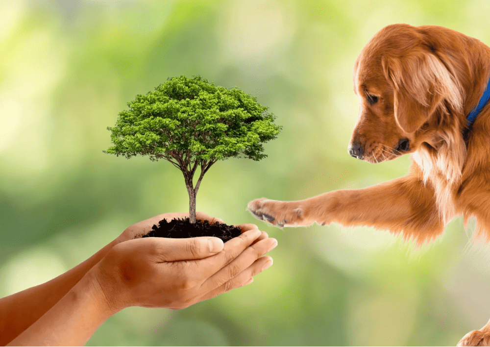 Écologie et chien : petit guide de bonnes pratiques