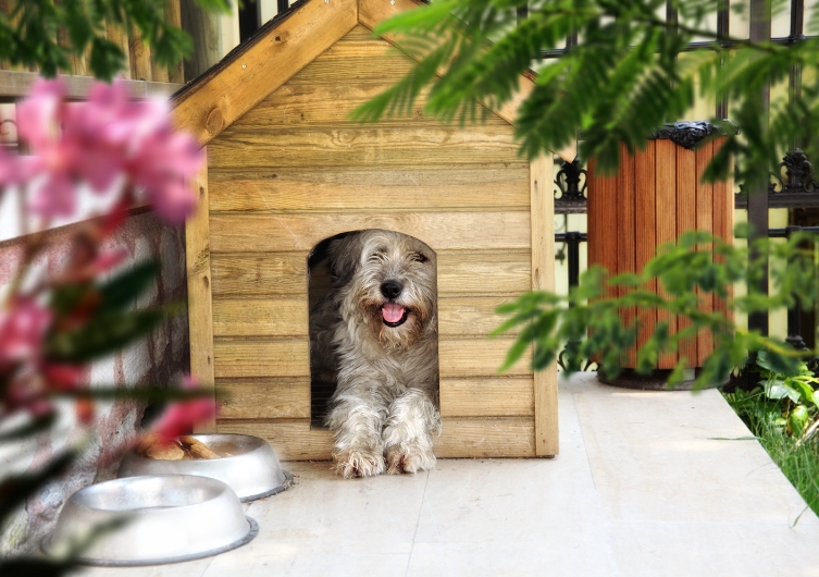 Mejores perreras de exterior para perros: ¿Cómo elegir la más adecuada?