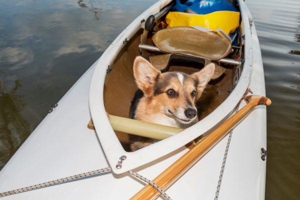 activité, canoë, kayak, chiens, Lavault, Allier