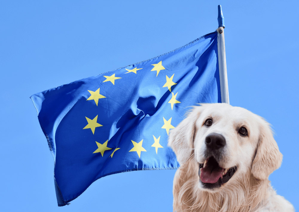 Europa: 5 bestemmingen om uit te proberen met uw hond