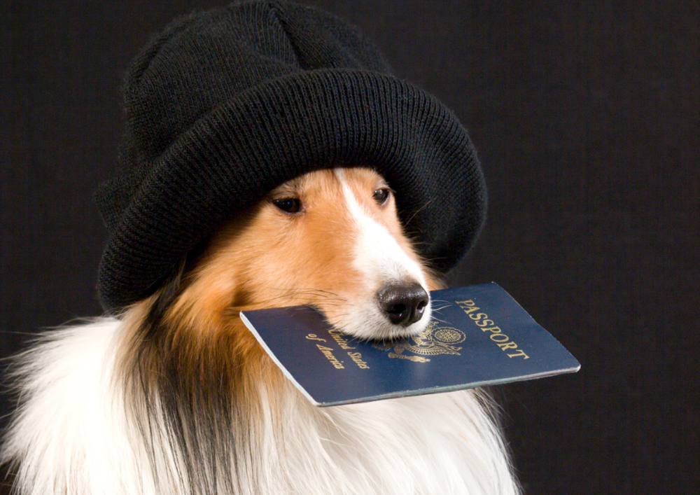 Traveling in Europe with your dog