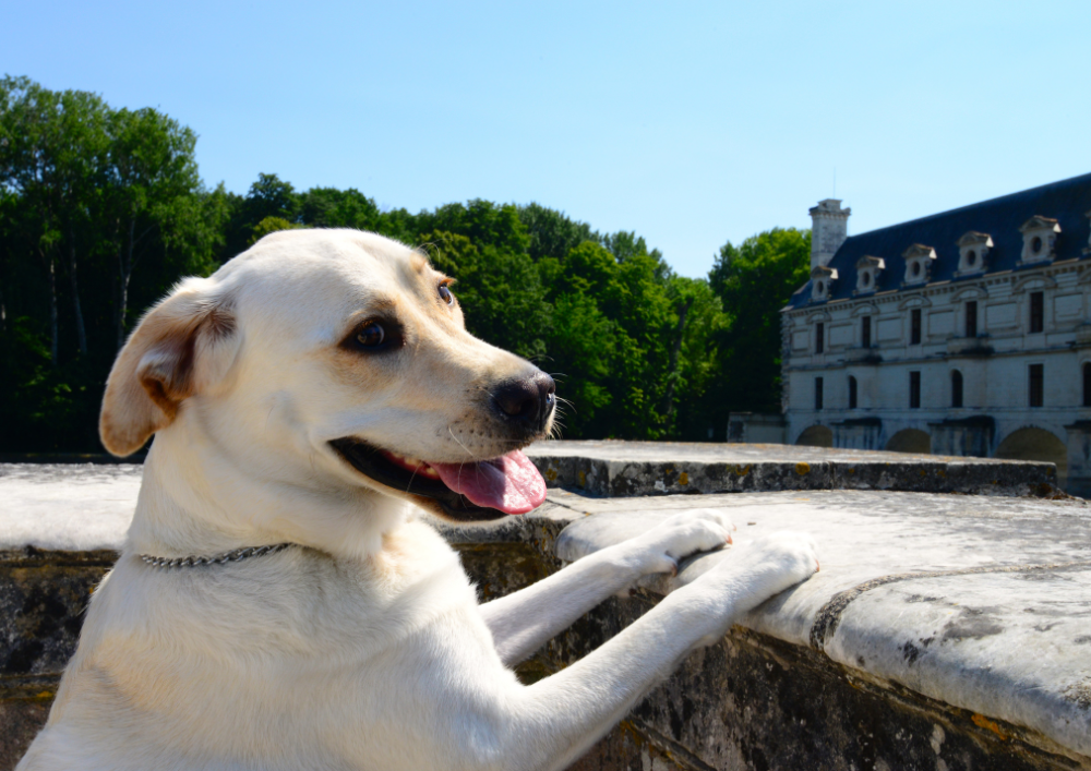 Nimm-einen-Hund-Charente-Martime-mit-meinem-Hund mit