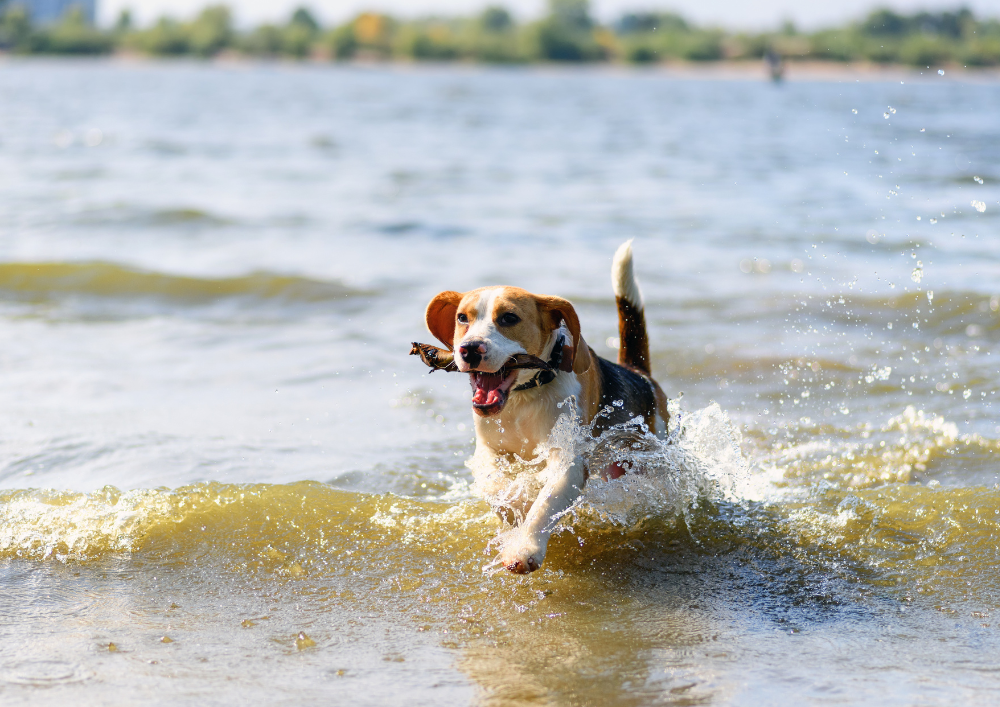 Hond speelt in het water van het meer van Gérardmer