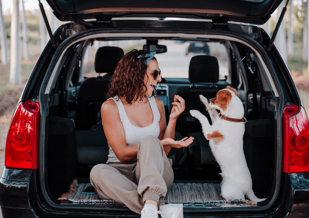 Neem een ​​taxi of huur een auto met uw hond