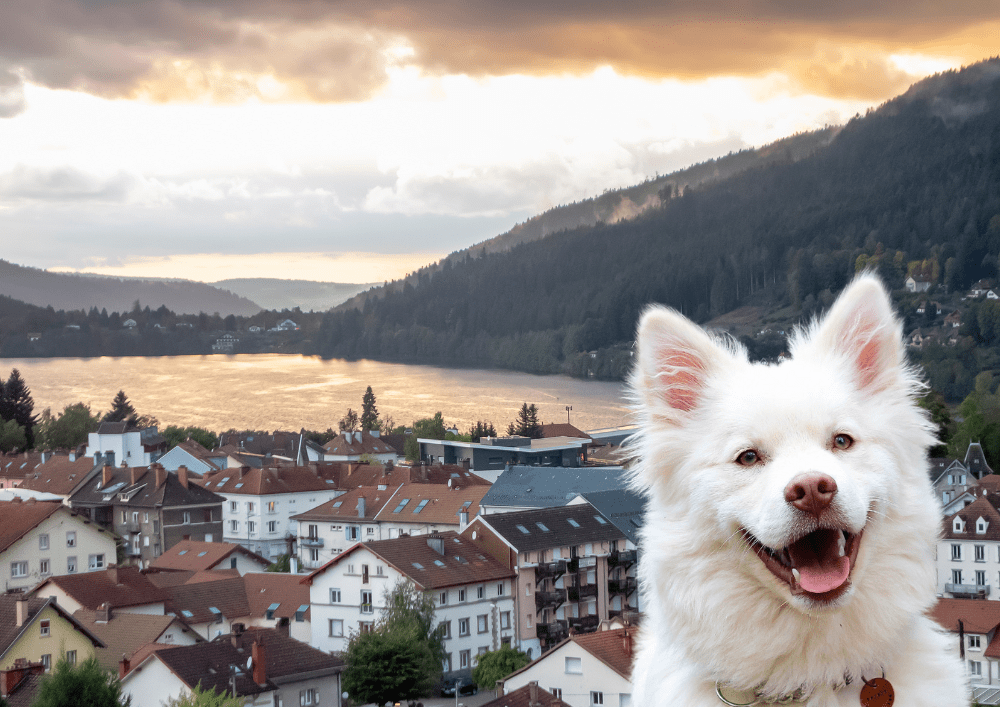 Que faire à Gérardmer dans les Vosges avec son chien ?