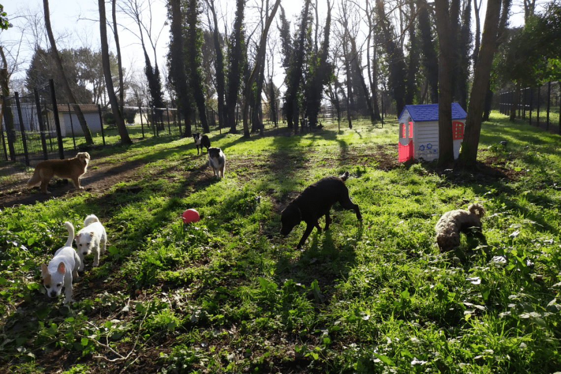 Gaya Animalia – Pension