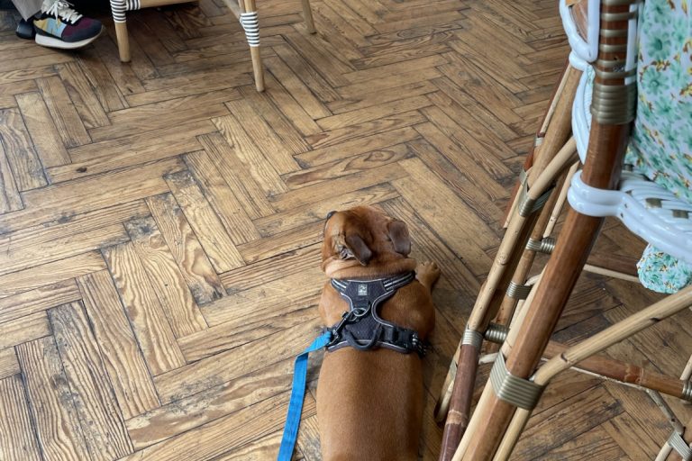 café, restaurant, voyages, chiens, dog friendly, Pau, Pyrénées-Atlantiques, Nouvelle-Aquitaine