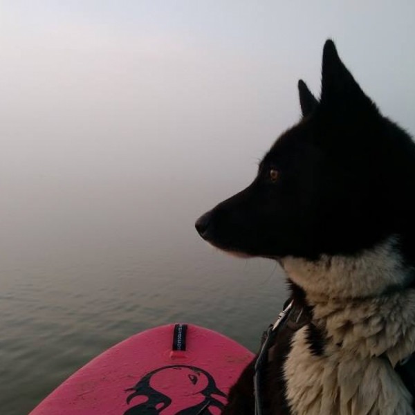 Cani-paddle avec Affinités Animales