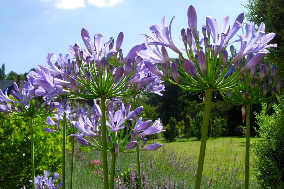 Jardin d’Acquigny