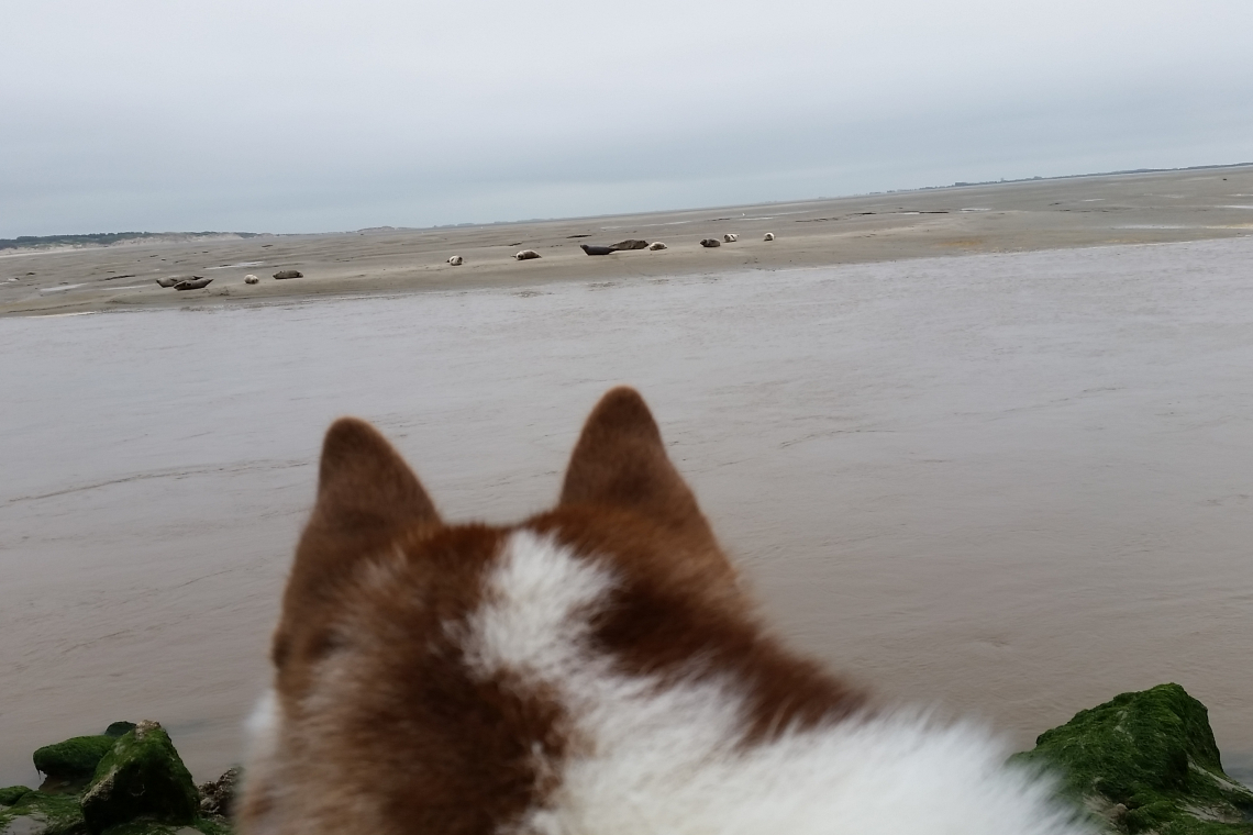 Plage Le Crotoy