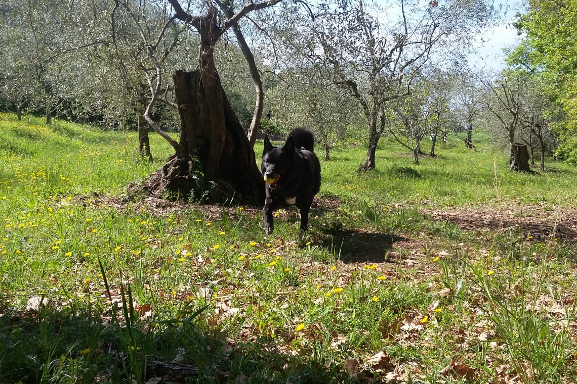 Parc du Vinaigrier
