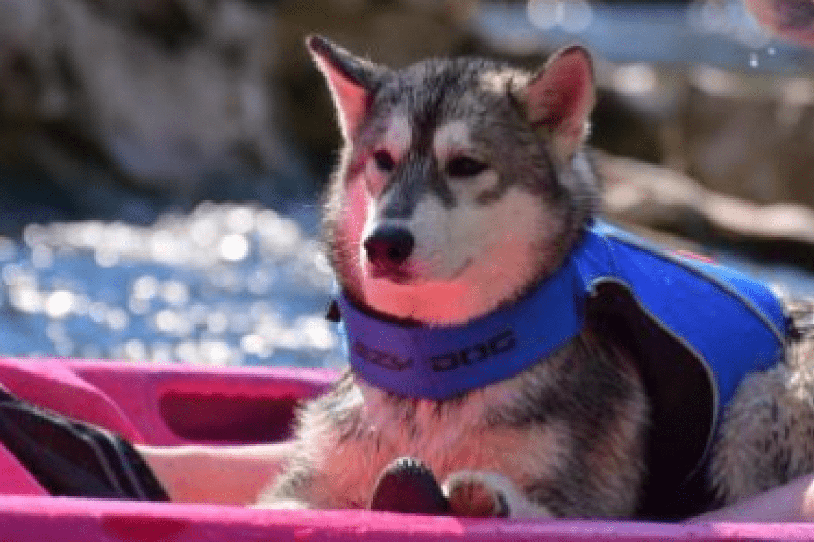Canoë-Kayak Action Midi Sport