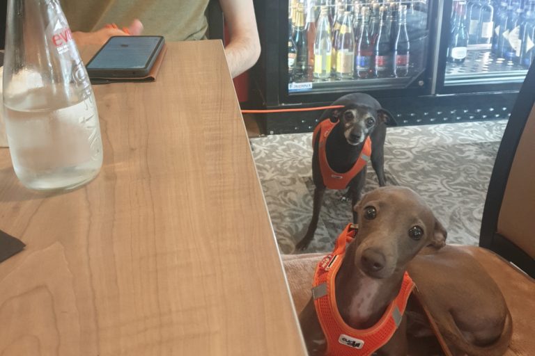 restaurant, chiens, tours