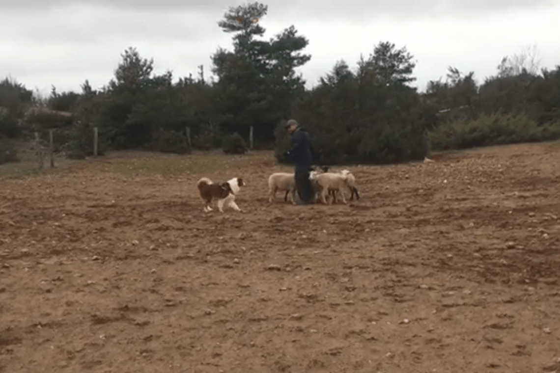 Chien au troupeau