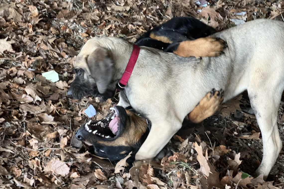 Centre Canin Charlotte de Clerck