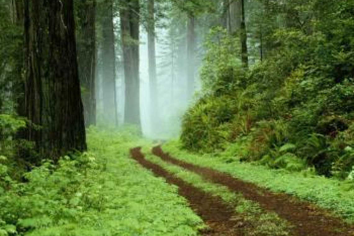 La forêt domaniale de Montfort-sur-Risle