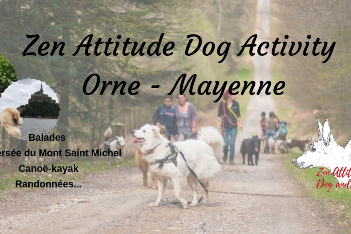Zen Attitude Dog Activity